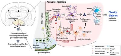 Interglial Crosstalk in Obesity-Induced Hypothalamic Inflammation